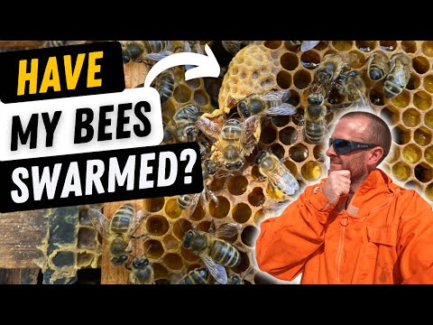 How to tell if your bees has swarmed?