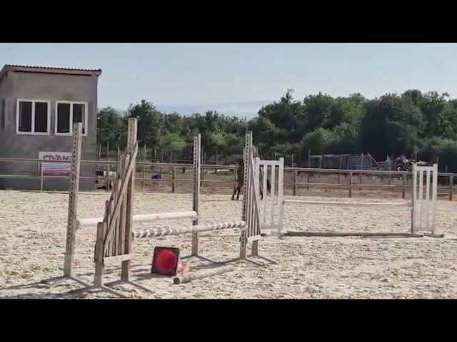 Cavalla AQPS In vendita 2019 Baio ,  NIDOR