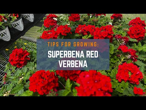3 Tips for Growing Superbena Red Verbena