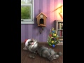 Talking Toms Cuckoo Clock Gets Shot