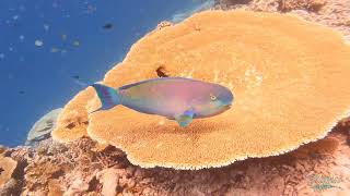 South Atoll Maldives snorkeling, diving.