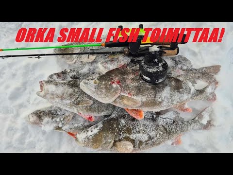 ÄKÄINEN AHVENPARVI | AHVENEN PILKINTÄ