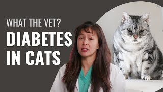 Diabetes in Cats - Dr. Justine Lee
