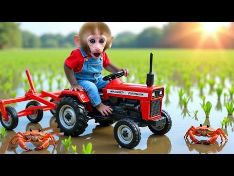 Monkey Nana Driving a Tractor:The Journey of Facing the Storm and Saving the Road - NANA MONKEY LIFE