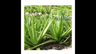 Premium Quality From Farmer Vietnam With 50 to 60 cm 100% Organic Freeze Aloe Vera youtube video