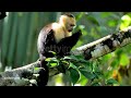AMV African Animal Alphabet