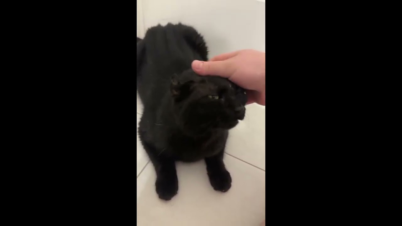 Bruiser, a ADOPTABLE Domestic Short Hair in Toronto, ON video 6/6