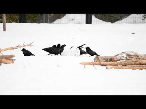Ravens having a ball