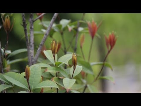 桂花不長葉