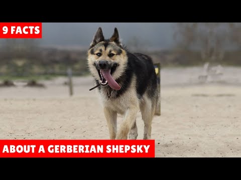 9 Facts about a Gerberian Shepsky | Dog Breed Facts and Information