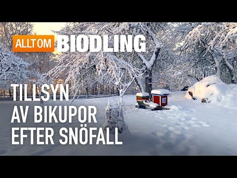 Tillsyn av bikupor efter snöfall - Biodling