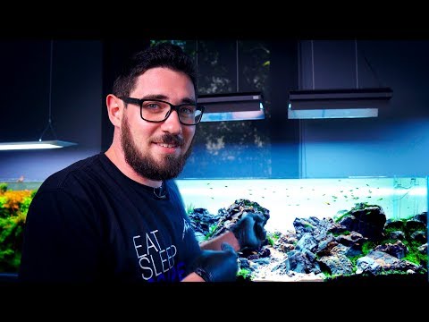 トミーは何をしたの？AN AWESOME 120P IWAGUMI AQUASCAPE (WHAT DID TOMMY DO? AN AWESOME 120P IWAGUMI AQUASCAPE)