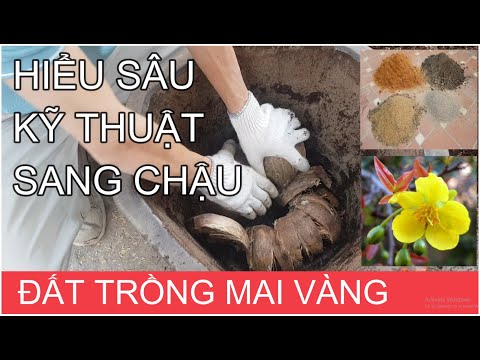 🔴 QBS2116 - Kỹ thuật sang chậu cho cây mai vàng || Cách thay đất cho cây mai vàng || Bonsai and Tree