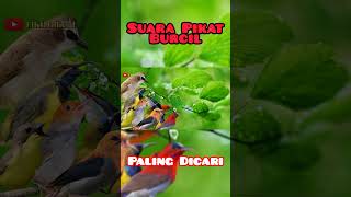 Download lagu Langsung Nempel‼️ Suara Pikat Burung Kecil Super Ganas 2025🔥 mp3