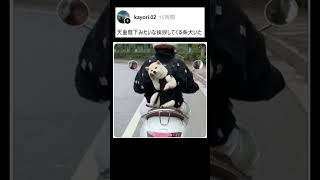 天皇陛下みたいな犬ｗｗ