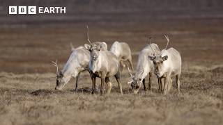 Caribou Herd's Coastal Journey for Survival | Nature's Great Migrations | BBC Earth