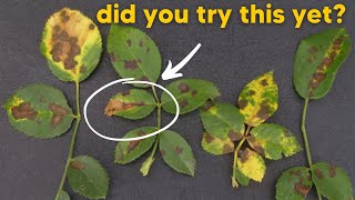 Prevent Black Spots On Rose Leaves In 3 Steps