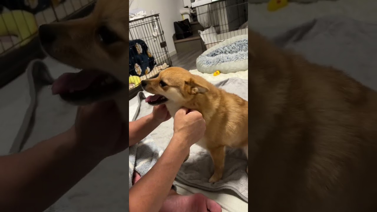 とんちゃん&ぺっぺこぺーvlog60