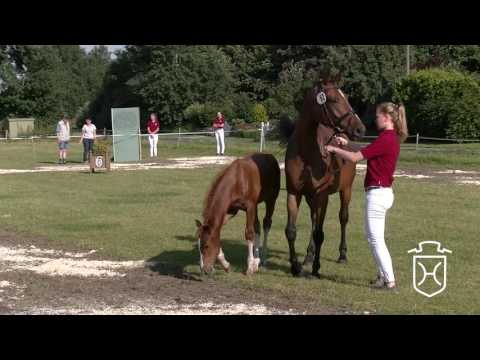 NF062 Hengstfohlen von Casall - Quintero - Cor de la Bryère