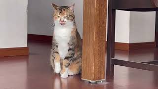 猫 Cat