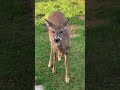 Deer eats donut for the first time