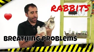 Rabbits having breathing problems. Part 1