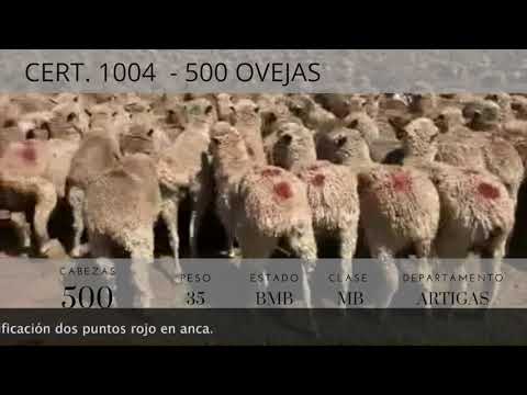 Lote 500 Ovejas Merino Australiano a remate en FERIA MENSUAL 35kg -  en Ruta 4 km 165 a 38km de Artigas. Paraje Cerro Amarillo