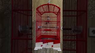 Download lagu Cendet suara gereja tarung sambung kunti gacor panjang keras powernya_ @sultanakbar mp3