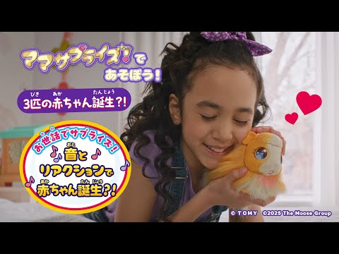 ママモルモットのお世話をすると、かわいい赤ちゃんたちが誕生！？ /ママサプライズ！紹介動画