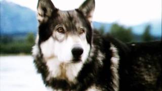 White Fang // You'll Be In My Heart