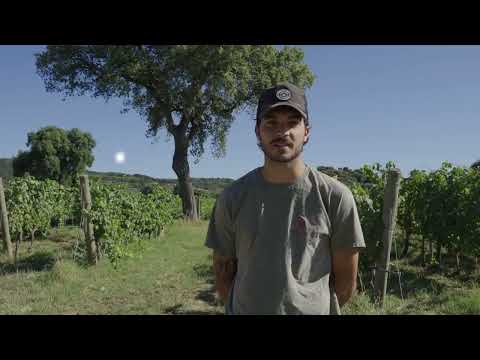 Controllo delle infestanti in vigneto con Bakus, il robot scavallante di VitiBot