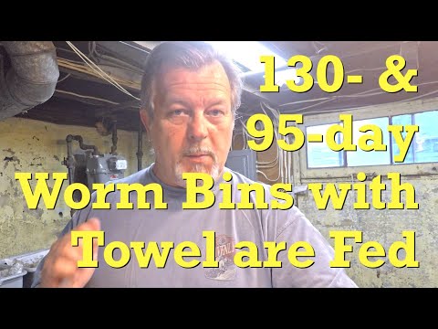 Red wigglers with 77-day towel get fed after 10 days - vermicompost