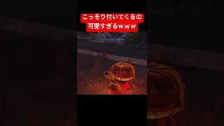 こっそり付いてくるの可愛すぎるんだがｗ