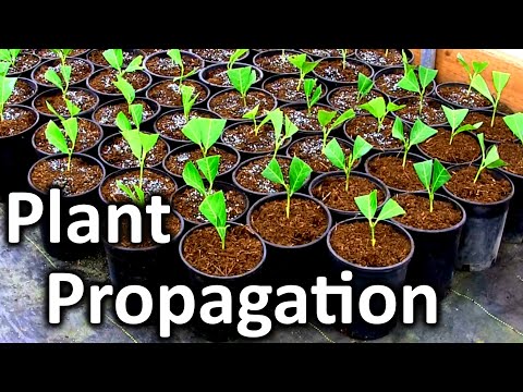 , title : 'Rooting Your Own Cuttings for a Fast Growing Privacy Screen | English Laurel Plant Propagation