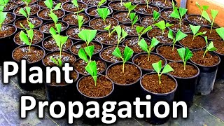 Rooting Your Own Cuttings for a Fast Growing Privacy Screen | English Laurel Plant Propagation