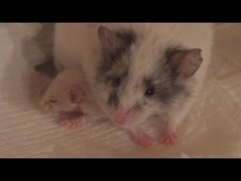 Toby makes a Nest for Baby Sky