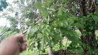 Simple Life in the Farm | Collecting Madre Kakaw Leaves 🍃