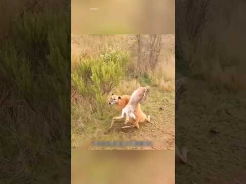 Rabbit vs Hunting Dogs 🐇💨 The Most Intense Survival Escape Ever!