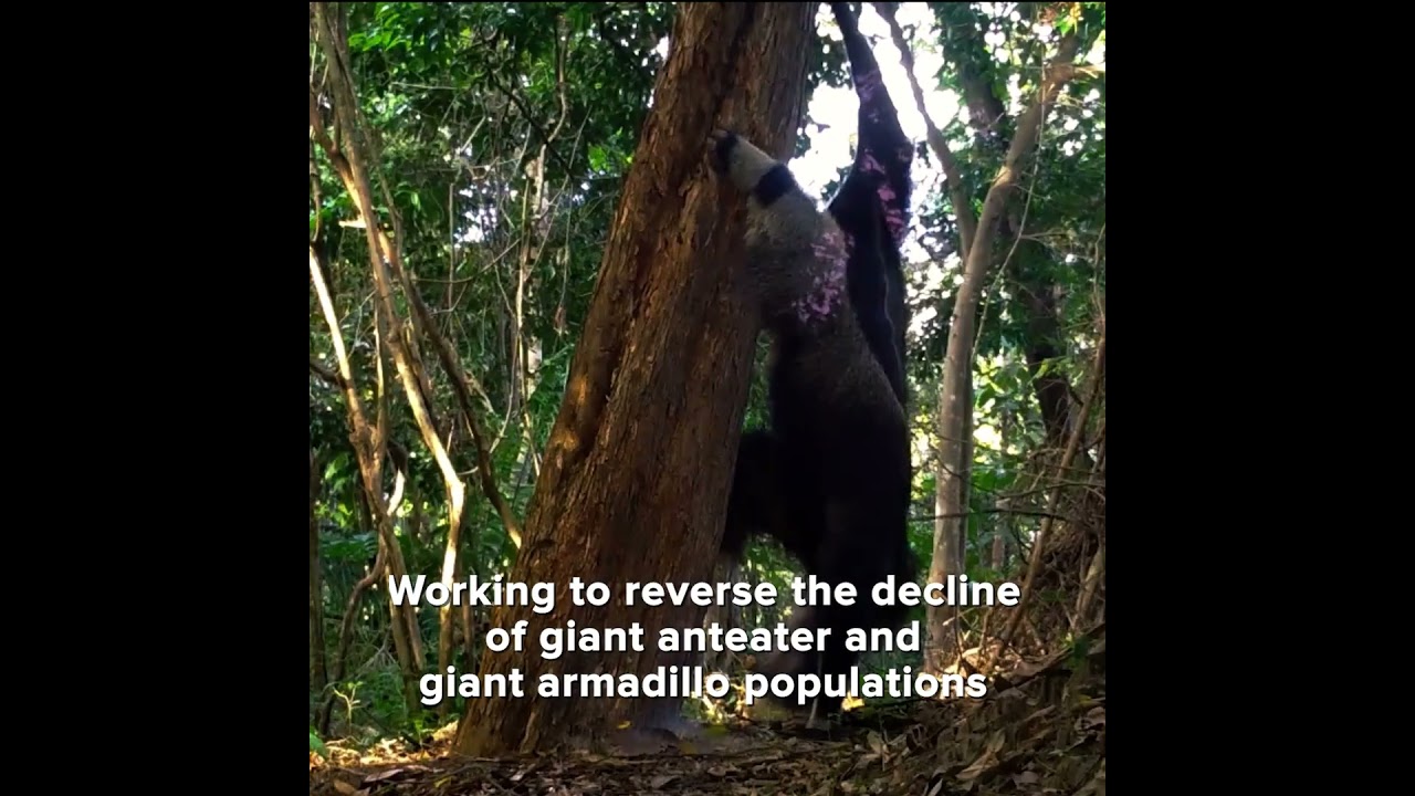 The Rider of the Giant Armadillo: Traditional Knowledge Meets Conservation Science in Guyana