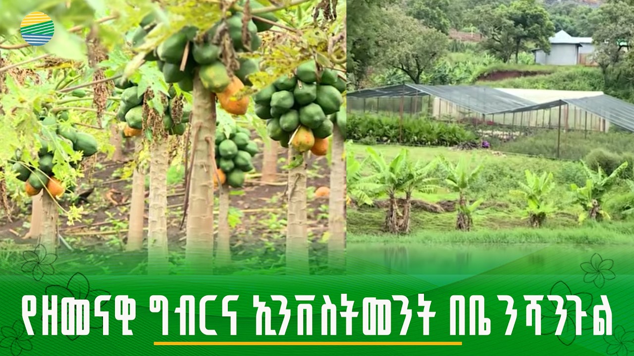 የዘመናዊ ግብርና ኢንቨስትመንት በቤንሻንጉል