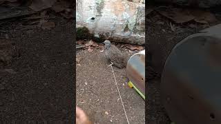 Download lagu Pikat burung tekukur#mikatburung#burungtekukur#penghobyburung#short#fypp mp3