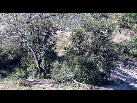 Djuma: Leopard-Molwati male - 14:58 - 06/03/2022