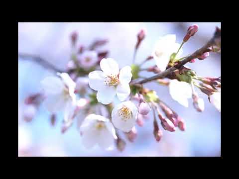 PRIMAVARA DE CE PLANGI