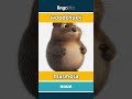 woodchuck - marmota video thumbnail