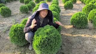 동글동글 ! 관리가 필요없는 나무가 있다 ?! 앞으로는 손대지 않는 조경이 최고입니다.[JB가든센터_대림묘목…