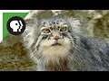 Grumpy-Faced Cat is a Mountain Survivor
