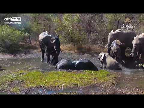 Elephants Splashing Around | Kwa Maritane