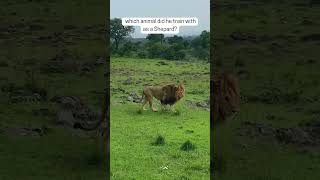 #animal #animals #lion #bear #slingshot #train #training #battle