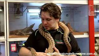 Pet Stores In Melbourne - Living Jungle 1800 Jungle