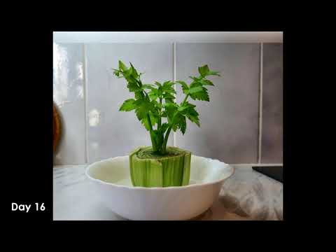 Regrowing Celery Time lapse - Growing from food scraps